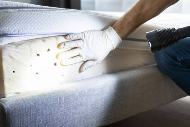 Best Rat Extermination Near Me  in Edgewater, MD