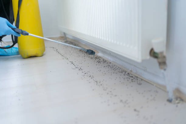 Best Insect Control  in Edgewater, MD