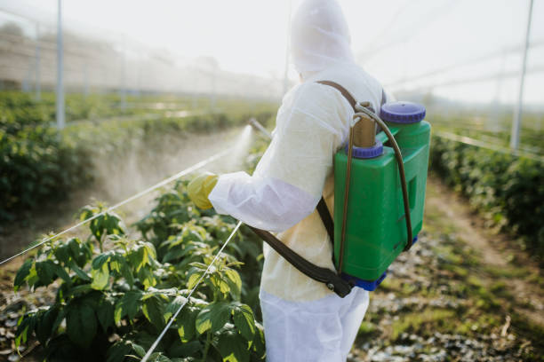 Best Wasp Removal Services  in Edgewater, MD
